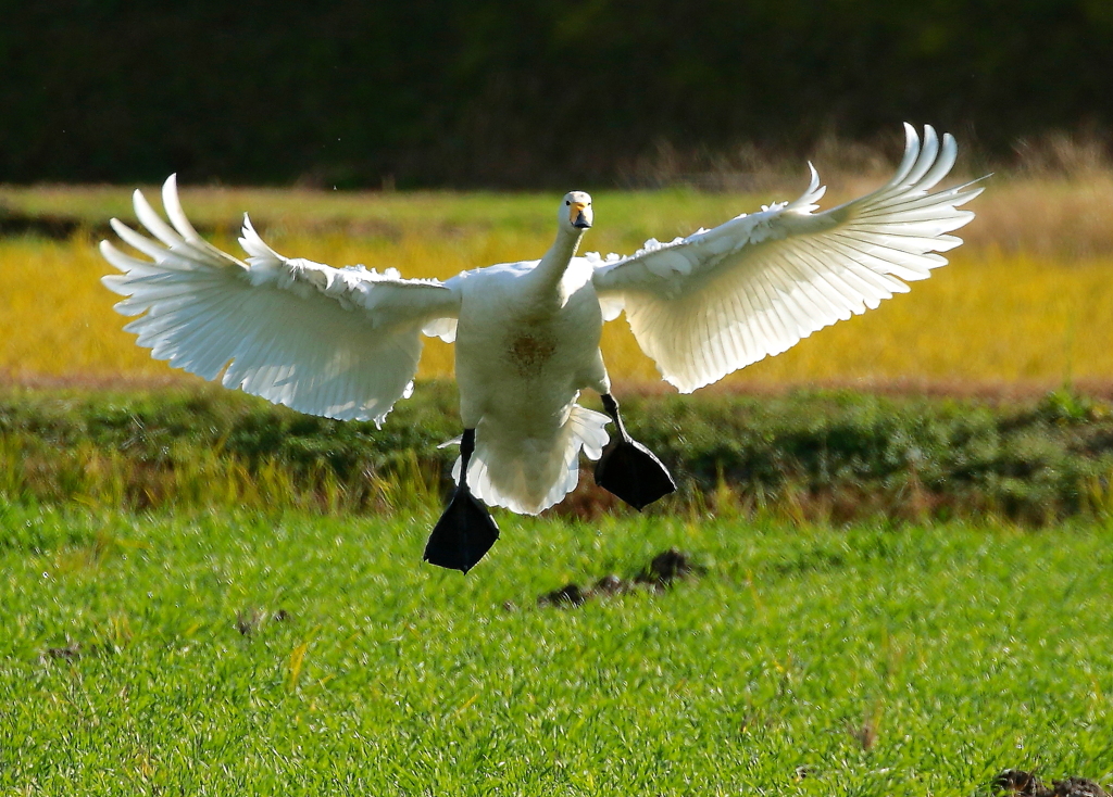 シュワッチ！！