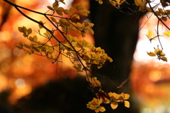 紅葉