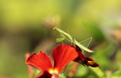 カマキリ君の冒険