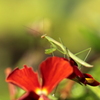 カマキリ君の冒険