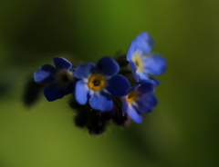 野の花　うぶ毛クラブ