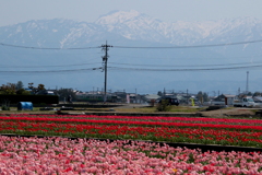 あいの風～♪とチューリップ