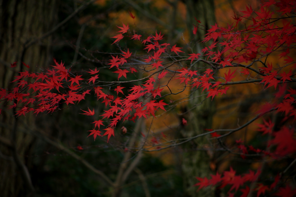 残紅