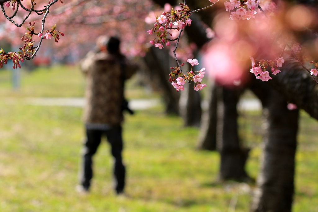 桜撮る人を撮る