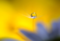 光の花