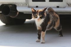 三才、野良の風格が出てきた？