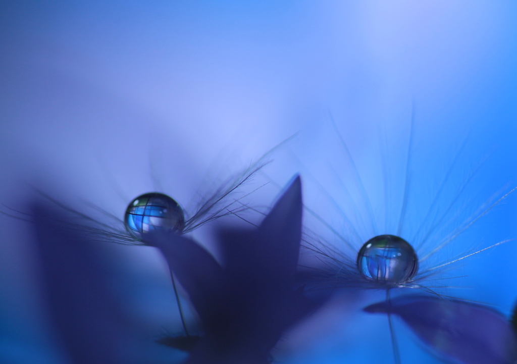 心海ＤＲＯＰＳ