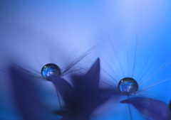 心海ＤＲＯＰＳ