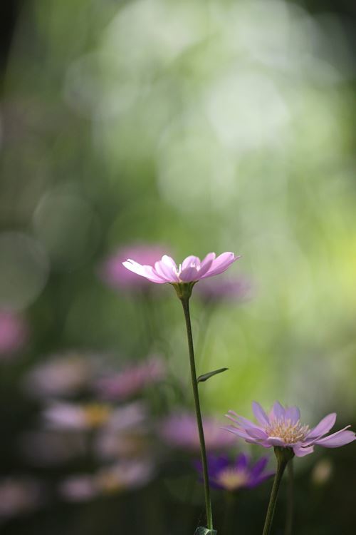 スポットライト