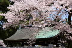 神社の桜