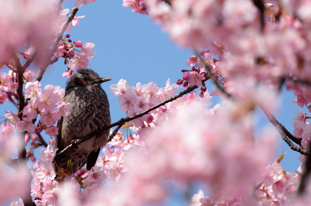 ヒヨドリと桜