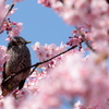 ヒヨドリと桜