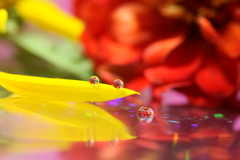 あらら～一粒落っこちてしまったよ！