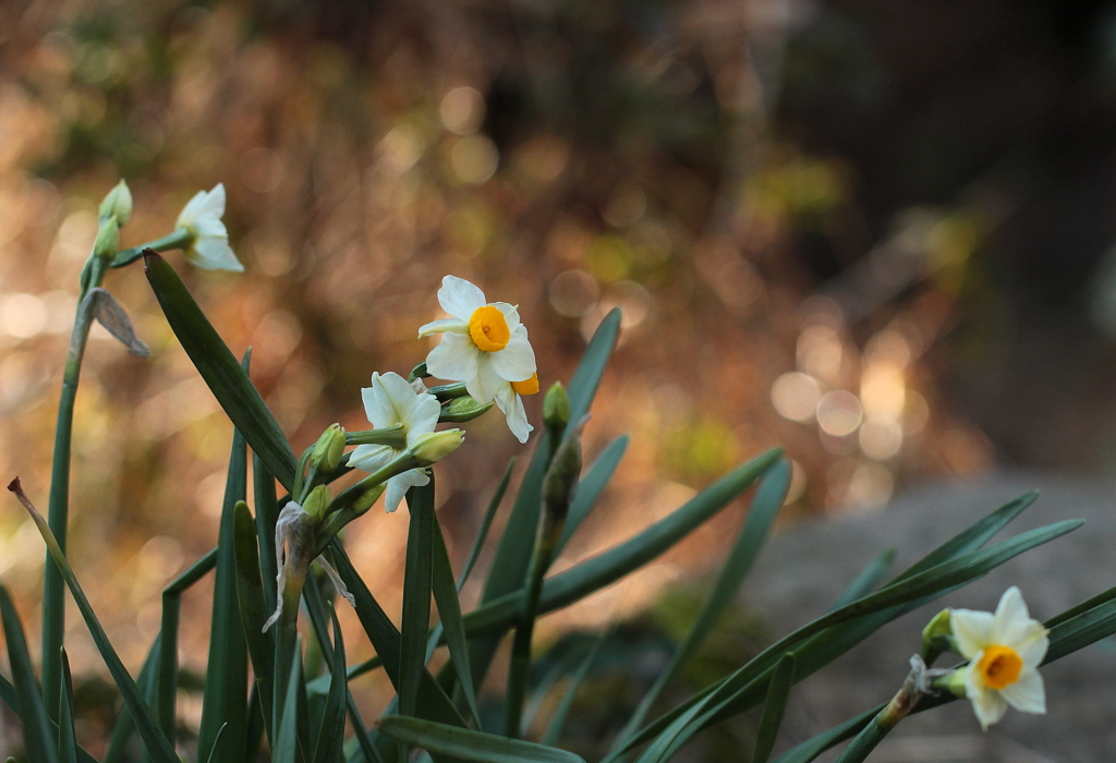 朝の光は眩しくて