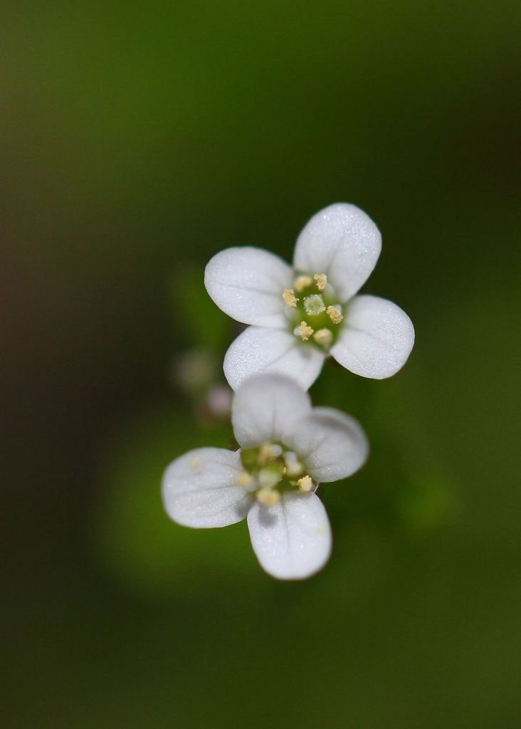 足元の花　緑と白