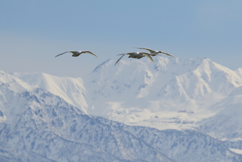 雪山と白鳥たち