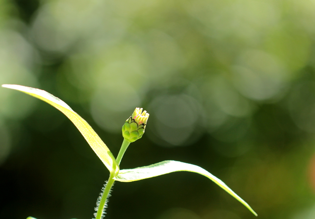 もしかしたら・・・大空を飛べるかも