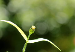 もしかしたら・・・大空を飛べるかも