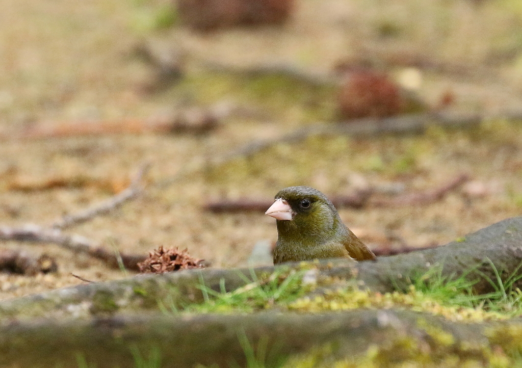 もういいか～い～♪