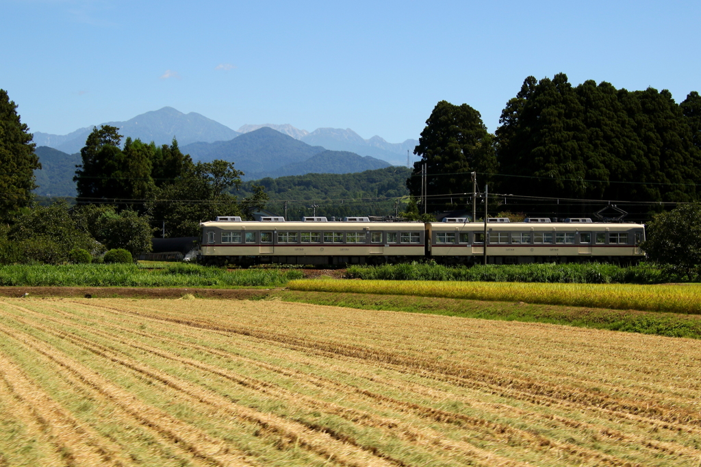 ダイコン君の秋～♪