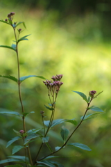 フジバカマの咲くころ