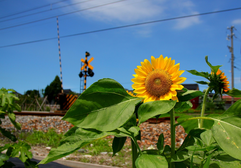 ひまわり見回り