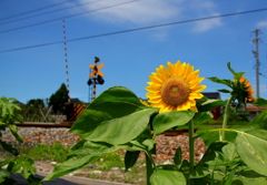 ひまわり見回り