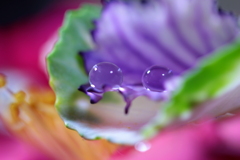 心海ＤＲＯＰＳ　2