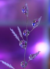 立花ファンタジー