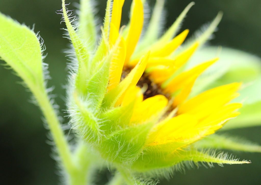 わたくし毛深いんです・・・