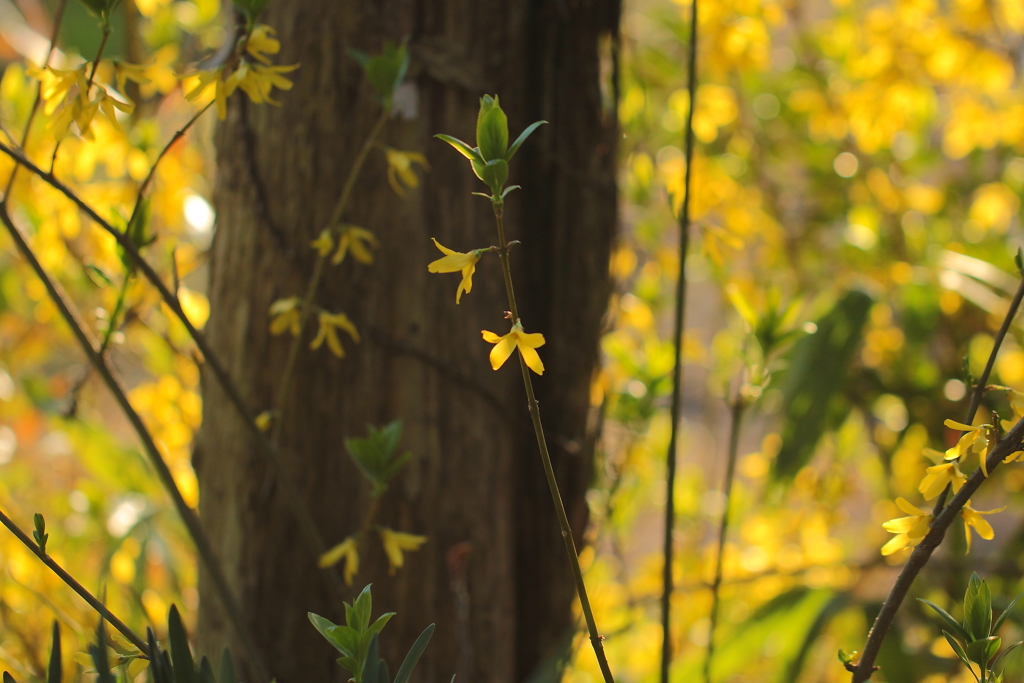 レンギョウが遊び咲くような