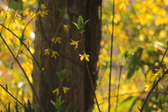 レンギョウが遊び咲くような