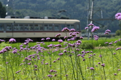 夏が走る