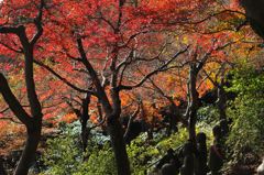 羅漢さんの紅葉