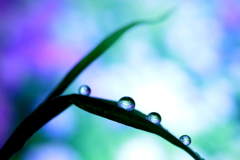 紫陽花に包まれて・・・（雫）