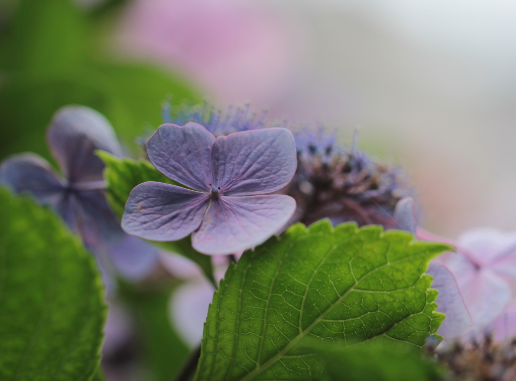 紫陽花