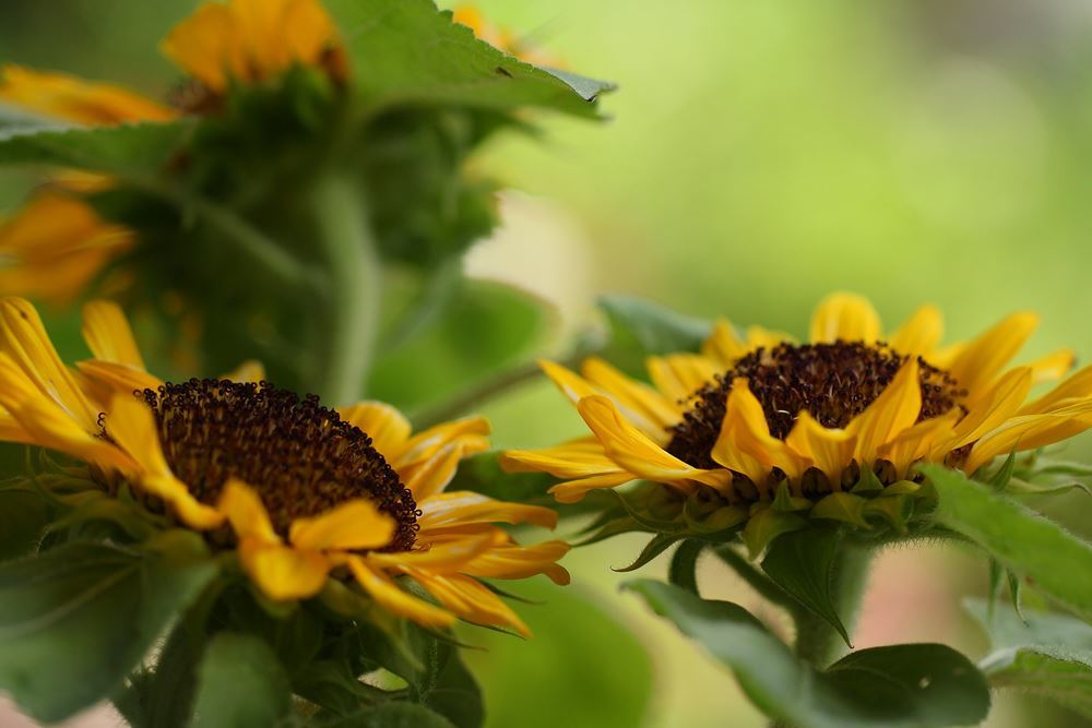 ひまわりさん、おはよう！