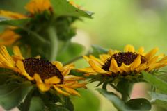 ひまわりさん、おはよう！