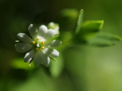 マイブームだった白い小さな花