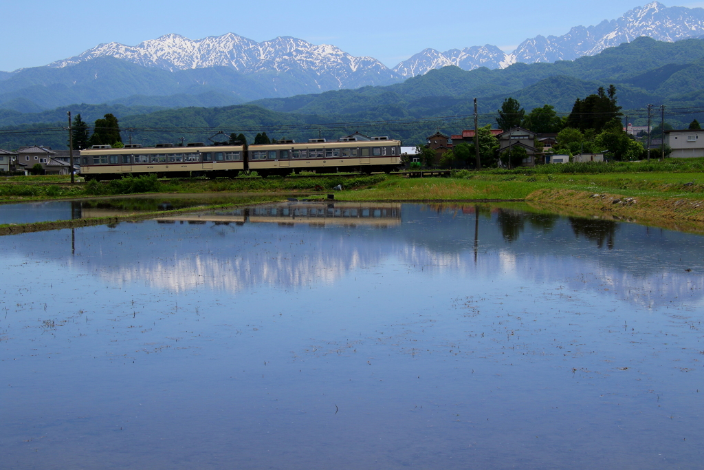 ダイコン電車が走る～♪