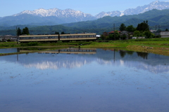 ダイコン電車が走る～♪