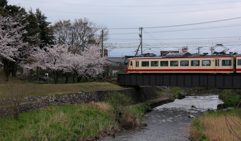 桜とアルペン号