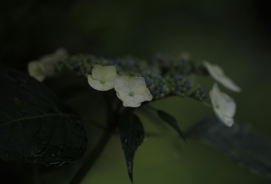 雨に濡れても・・
