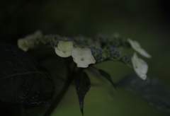 雨に濡れても・・