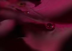 レッドカーペット