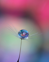 心海DROPS・・・希望