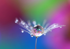 心海DROPS
