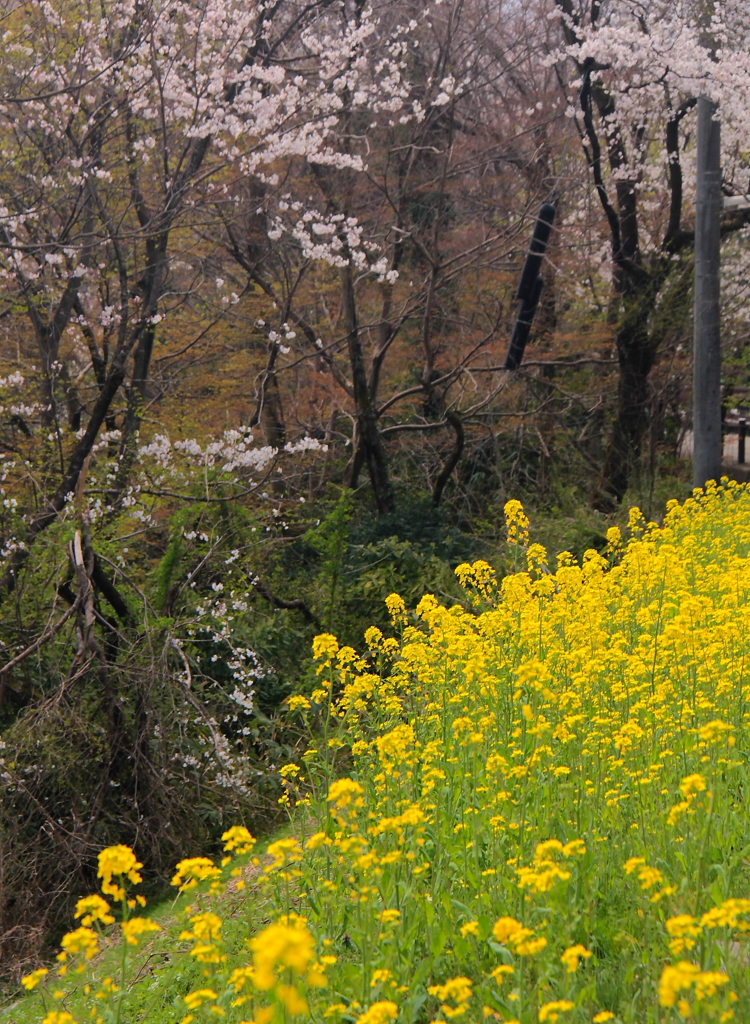 菜の花と桜