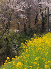 菜の花と桜