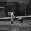 畑仕事